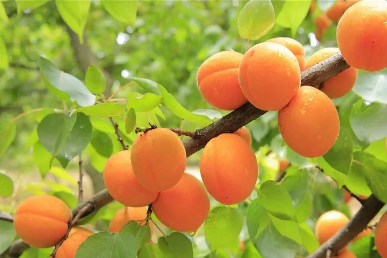Albicocche e glicemia: il frutto ideale per chi deve controllare lo zucchero Albicocche e glicemia: il frutto ideale per chi deve controllare lo zucchero