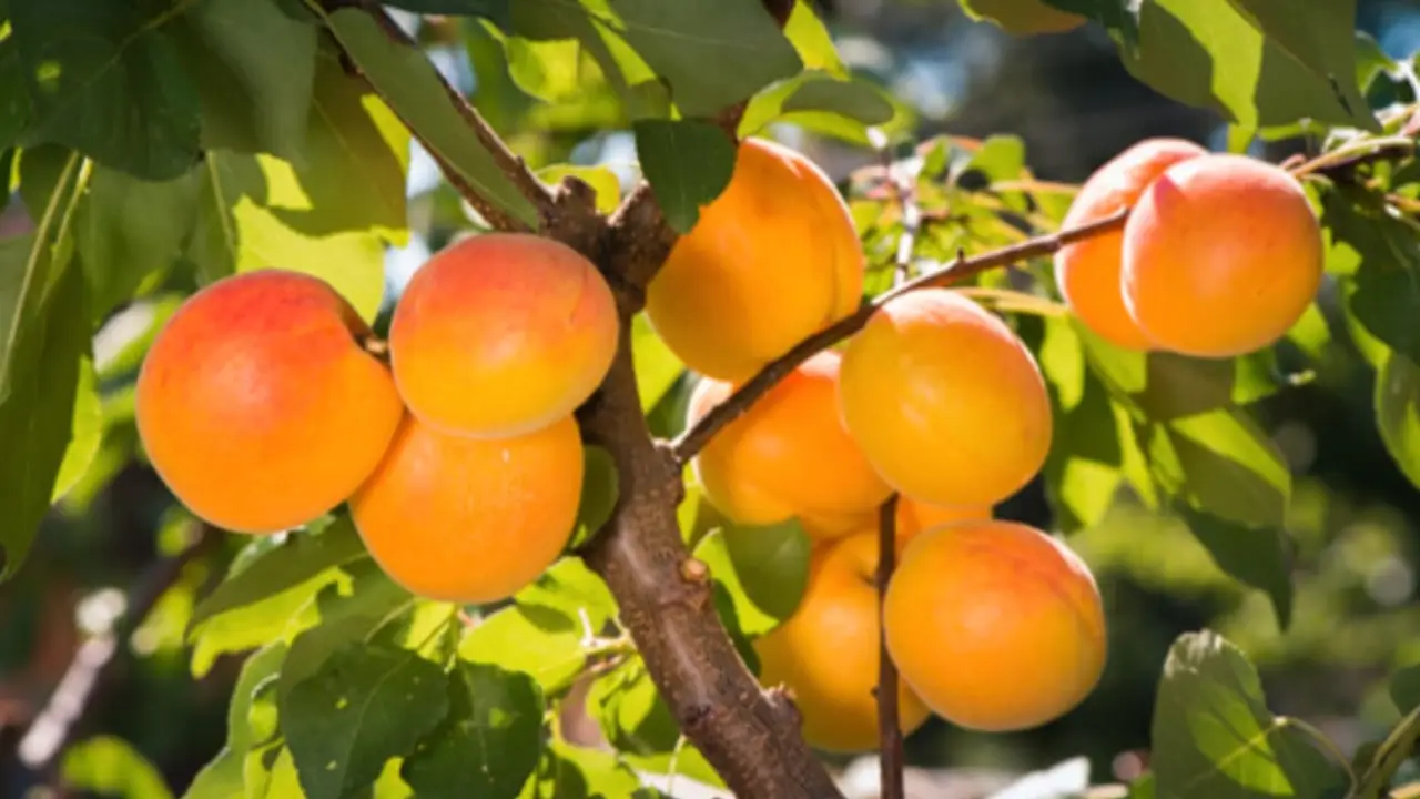 Mangiare troppe albicocche: ecco le conseguenze Mangiare troppe albicocche: ecco le conseguenze