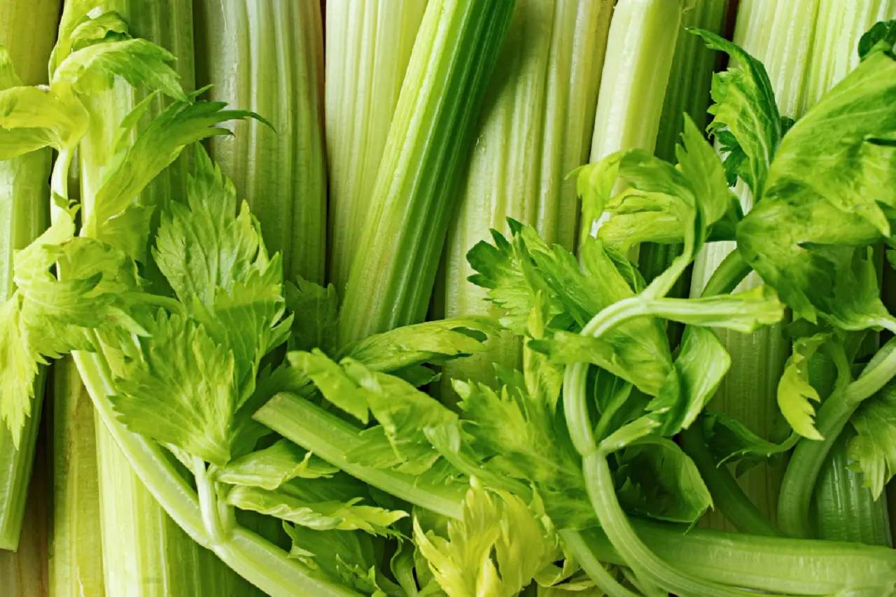 Allarme a tavola: richiamato il sedano dai supermercati italiani, ecco cosa rischi Allarme a tavola: richiamato il sedano dai supermercati italiani, ecco cosa rischi