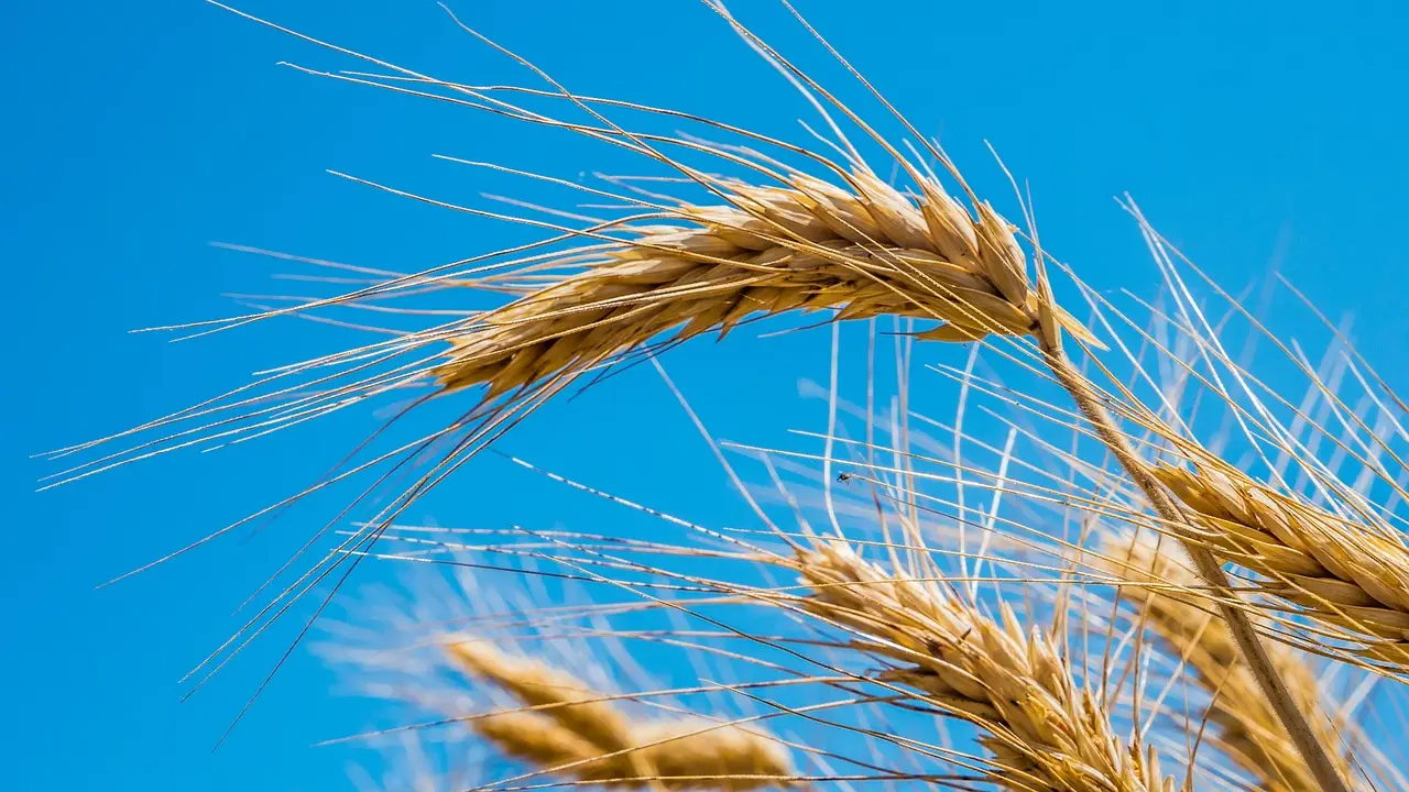 Attenzione a bere caffè d’orzo: ecco cosa può accadere Attenzione a bere caffè d’orzo: ecco cosa può accadere