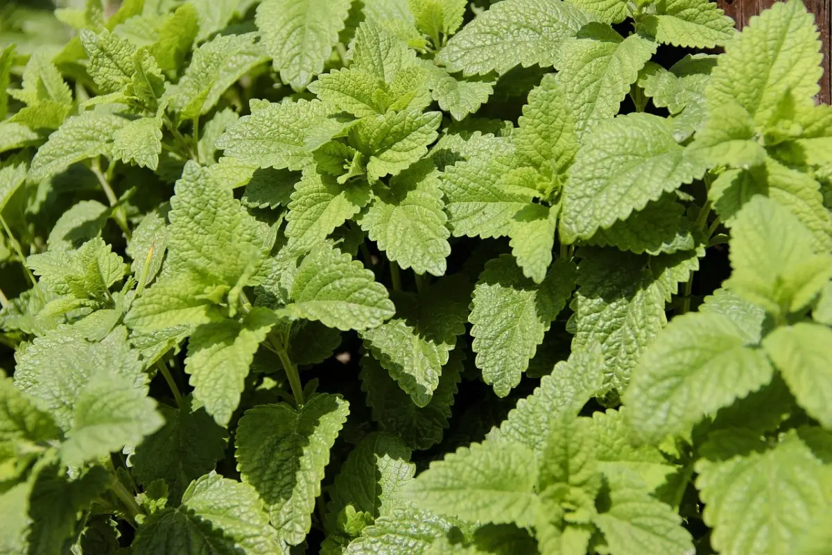 La pianta anti-zanzara che trasforma il tuo giardino: ecco come piantarla ora e vivere un’estate senza punture La pianta anti-zanzara che trasforma il tuo giardino: ecco come piantarla ora e vivere un’estate senza punture