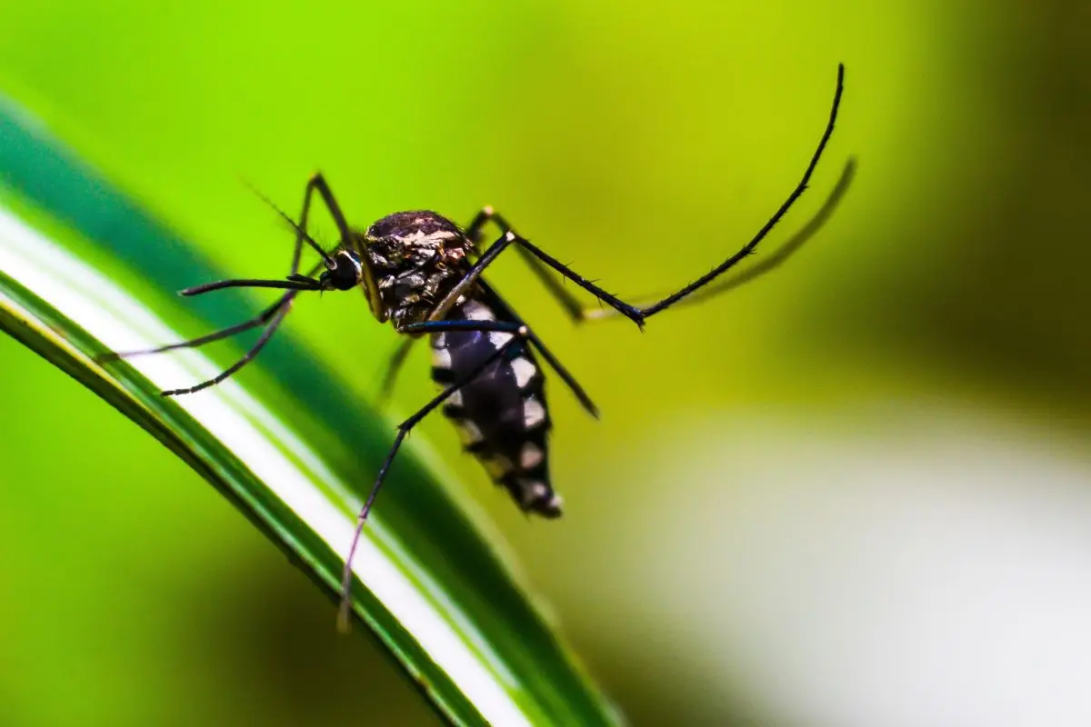 La pianta anti-zanzara che trasforma il tuo giardino: ecco come piantarla ora e vivere un’estate senza punture La pianta anti-zanzara che trasforma il tuo giardino: ecco come piantarla ora e vivere un’estate senza punture