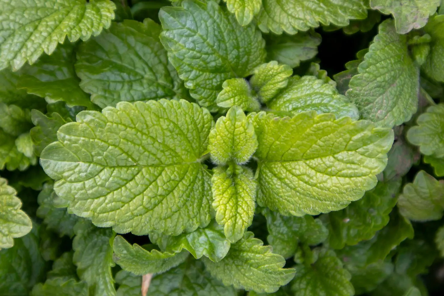 La pianta anti-zanzara che trasforma il tuo giardino: ecco come piantarla ora e vivere un’estate senza punture La pianta anti-zanzara che trasforma il tuo giardino: ecco come piantarla ora e vivere un’estate senza punture