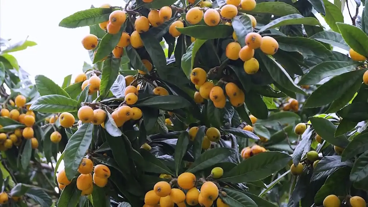 Il frutto poco conosciuto che aiuta a tenere sotto controllo la pressione e la glicemia Il frutto poco conosciuto che aiuta a tenere sotto controllo la pressione e la glicemia