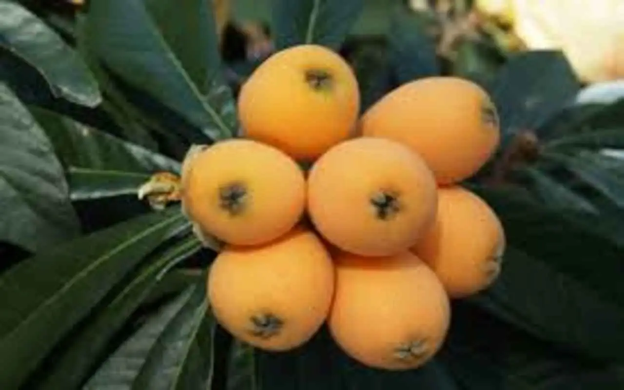 Il frutto poco conosciuto che aiuta a tenere sotto controllo la pressione e la glicemia Il frutto poco conosciuto che aiuta a tenere sotto controllo la pressione e la glicemia