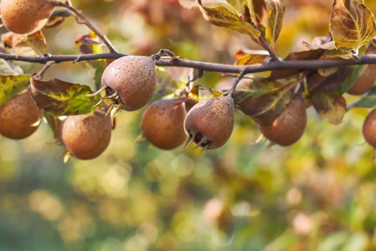 Il frutto poco conosciuto che aiuta a tenere sotto controllo la pressione e la glicemia Il frutto poco conosciuto che aiuta a tenere sotto controllo la pressione e la glicemia