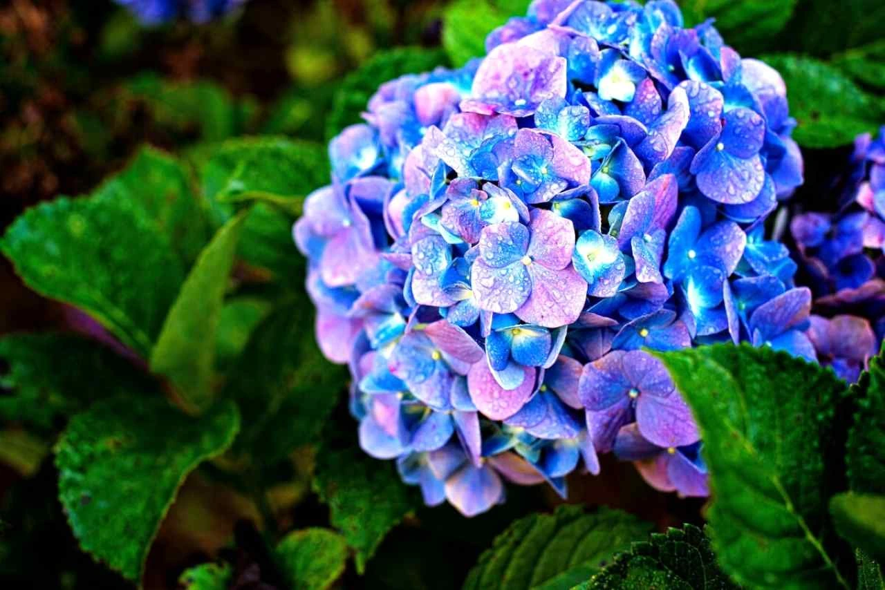Ortensie colorate senza fertilizzanti: ecco cosa aggiungere al terreno Ortensie colorate senza fertilizzanti: ecco cosa aggiungere al terreno