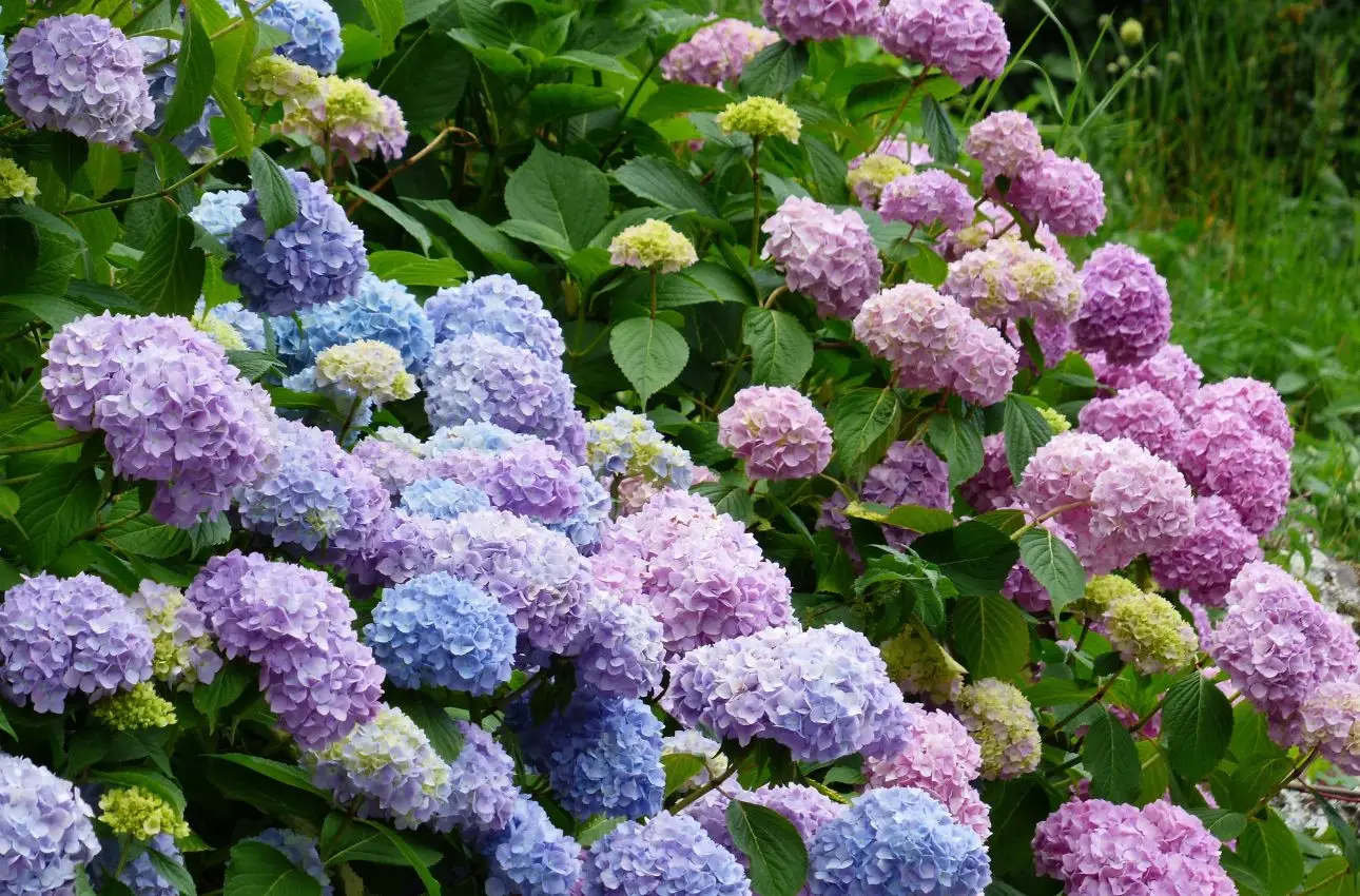 Ortensie colorate senza fertilizzanti: ecco cosa aggiungere al terreno Ortensie colorate senza fertilizzanti: ecco cosa aggiungere al terreno