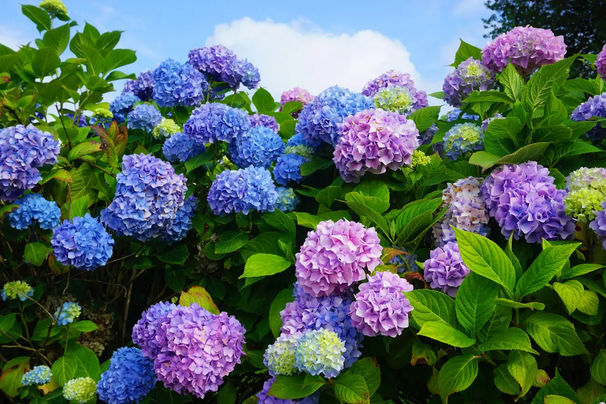 Ortensie colorate senza fertilizzanti: ecco cosa aggiungere al terreno Ortensie colorate senza fertilizzanti: ecco cosa aggiungere al terreno