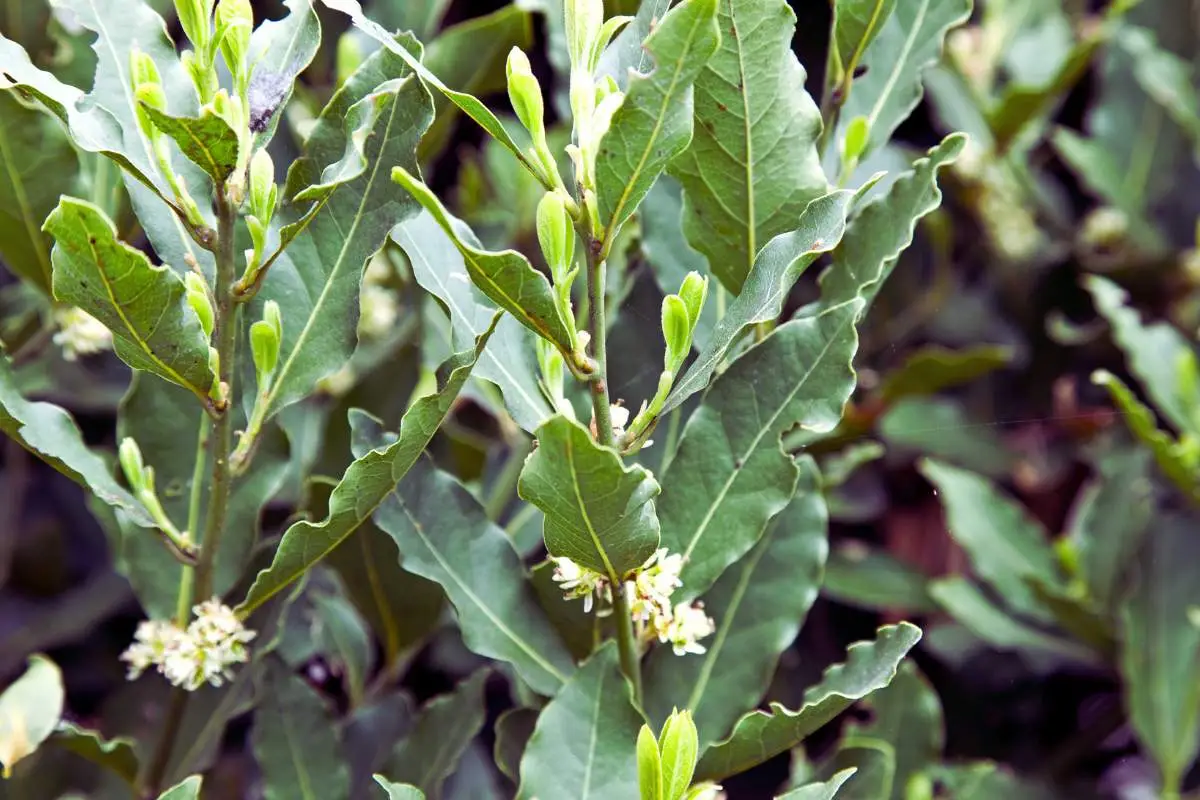 Piantare alloro in giardino: non immaginerai mai cosa può accadere dopo pochi mesi Piantare alloro in giardino: non immaginerai mai cosa può accadere dopo pochi mesi