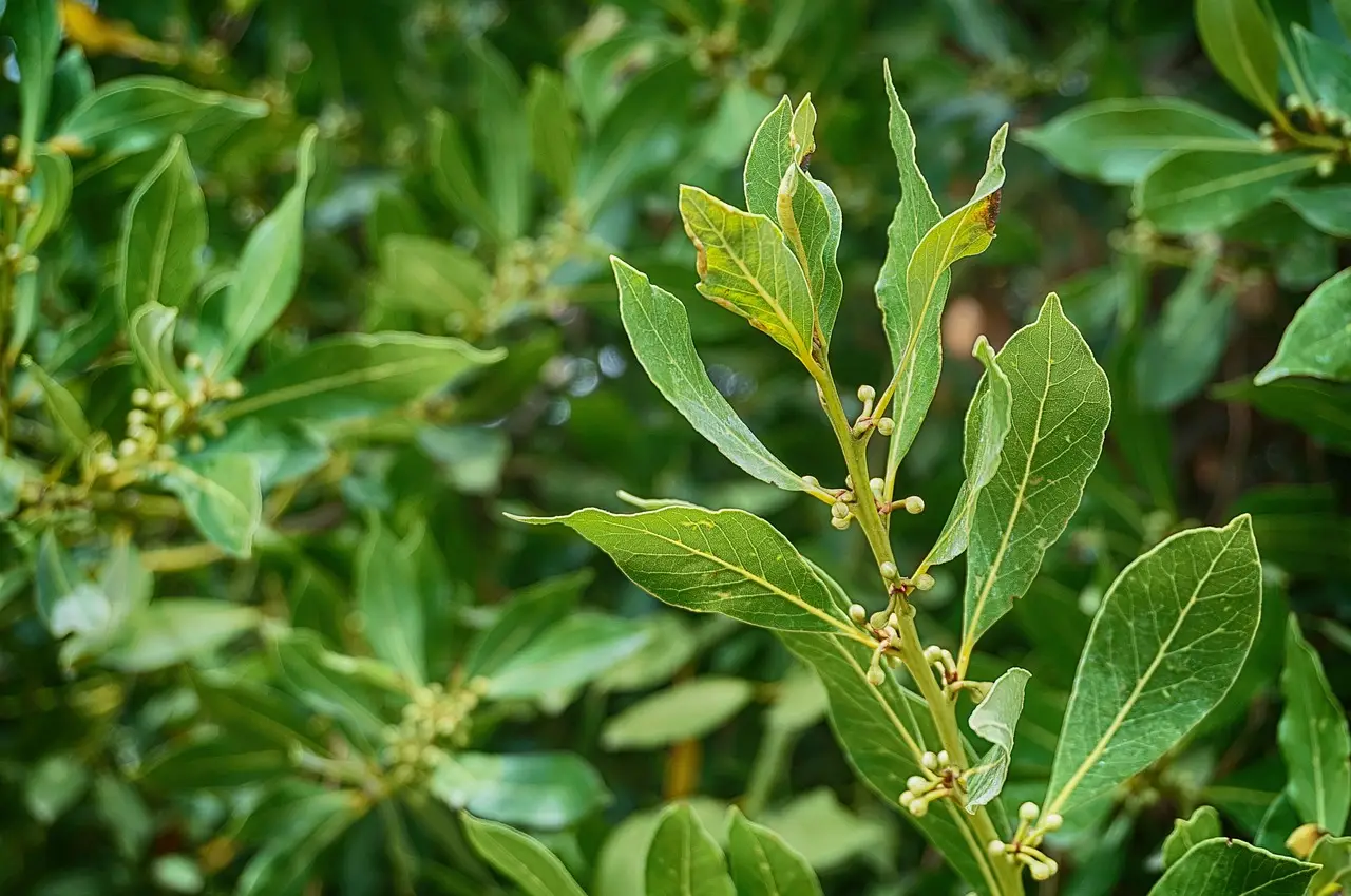 Piantare alloro in giardino: non immaginerai mai cosa può accadere dopo pochi mesi Piantare alloro in giardino: non immaginerai mai cosa può accadere dopo pochi mesi