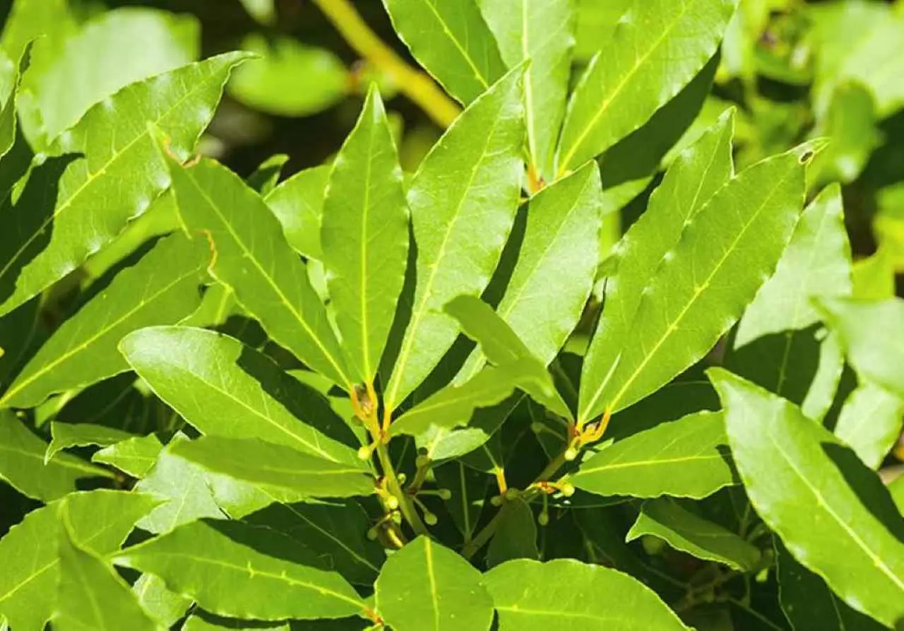 Piantare alloro in giardino: non immaginerai mai cosa può accadere dopo pochi mesi Piantare alloro in giardino: non immaginerai mai cosa può accadere dopo pochi mesi