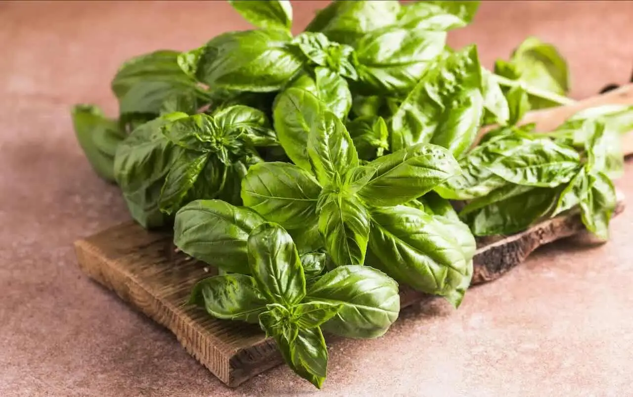 Quando piantare il basilico: ecco la risposta dell’esperto Quando piantare il basilico: ecco la risposta dell’esperto