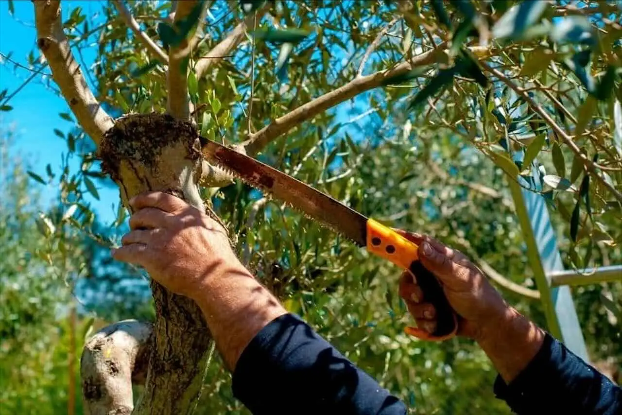 Quando potare l’ulivo: i tre consigli degli esperti Quando potare l’ulivo: i tre consigli degli esperti