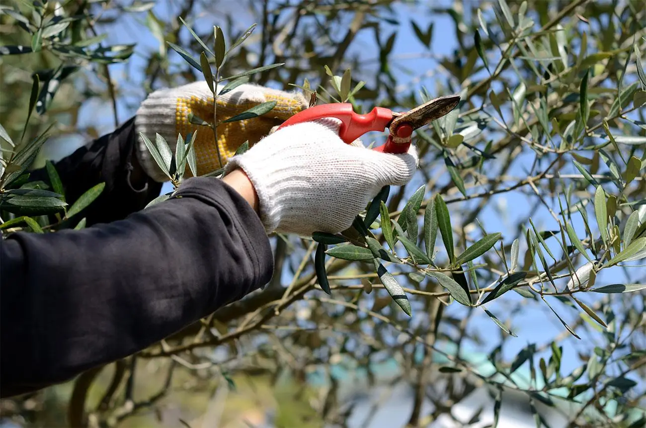 Quando potare l’ulivo: i tre consigli degli esperti Quando potare l’ulivo: i tre consigli degli esperti