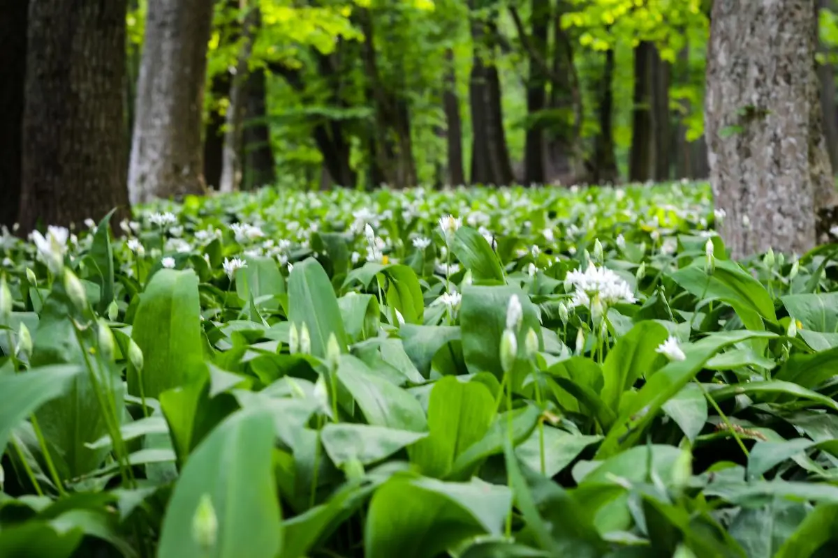 5 trucchi per avere aglio orsino rigoglioso in vaso: la guida green del 2025 5 trucchi per avere aglio orsino rigoglioso in vaso: la guida green del 2025