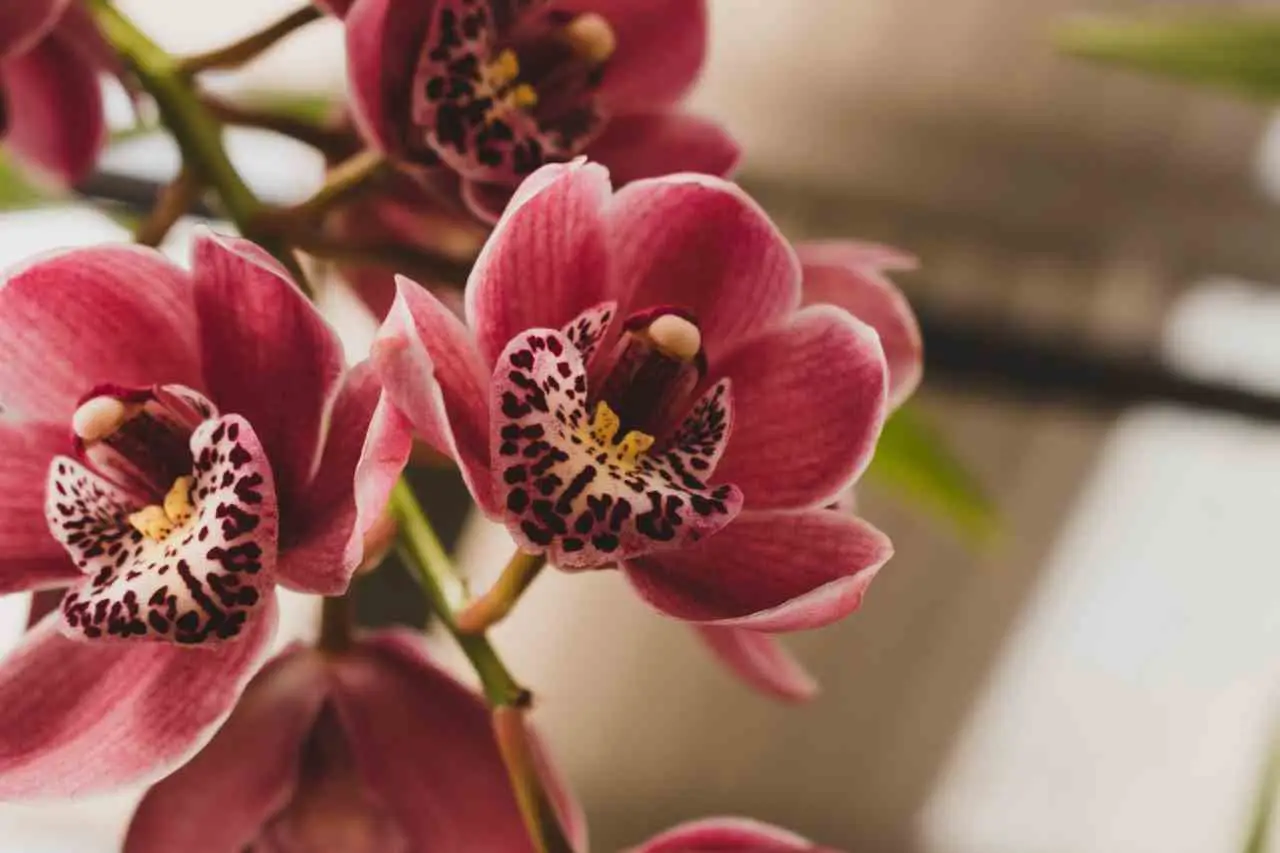 Orchidee in fiore anche in estate? Il metodo giapponese che sta conquistando tutti Orchidee in fiore anche in estate? Il metodo giapponese che sta conquistando tutti