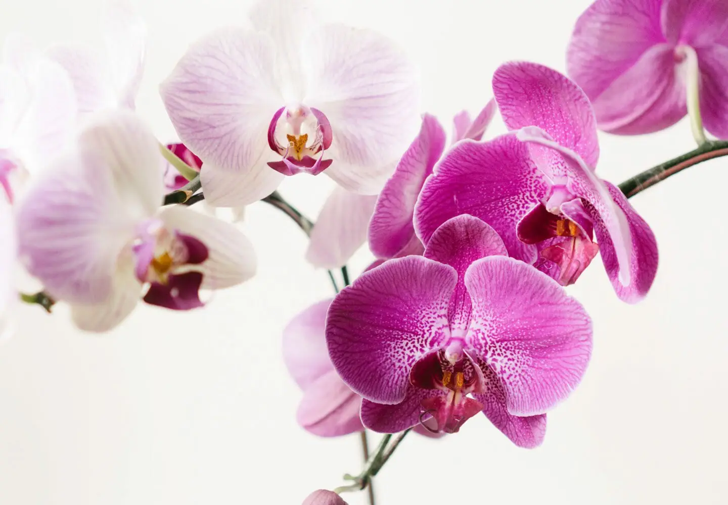 Orchidee in fiore anche in estate? Il metodo giapponese che sta conquistando tutti Orchidee in fiore anche in estate? Il metodo giapponese che sta conquistando tutti