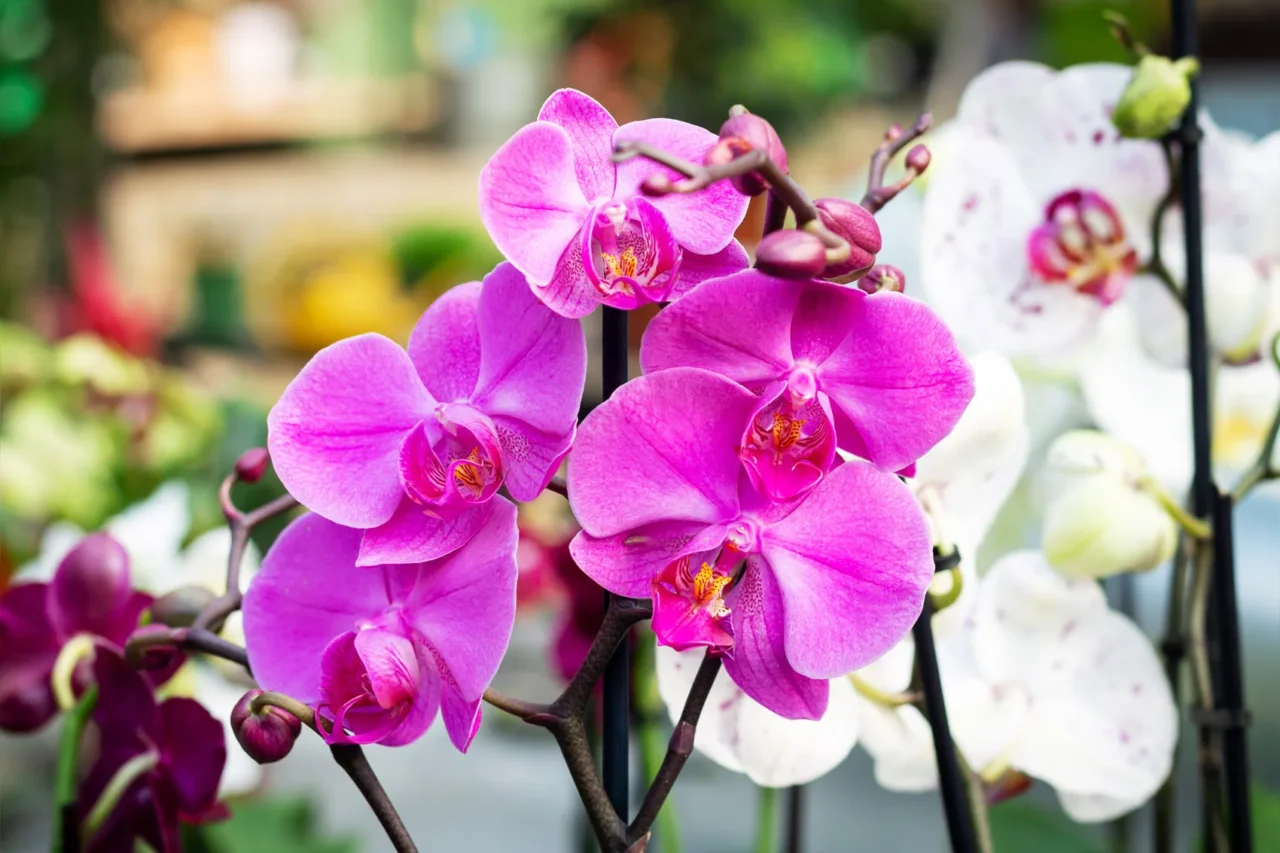 Orchidee in fiore anche in estate? Il metodo giapponese che sta conquistando tutti Orchidee in fiore anche in estate? Il metodo giapponese che sta conquistando tutti
