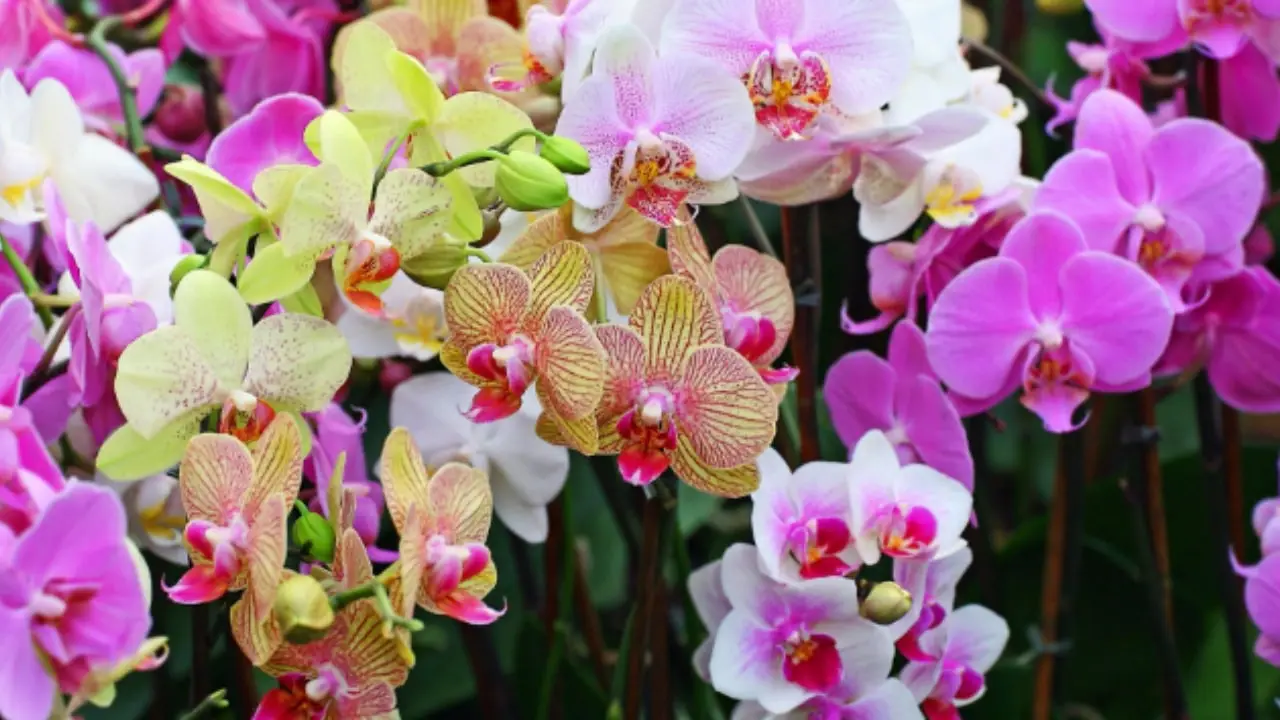 Orchidee in fiore anche in estate? Il metodo giapponese che sta conquistando tutti Orchidee in fiore anche in estate? Il metodo giapponese che sta conquistando tutti