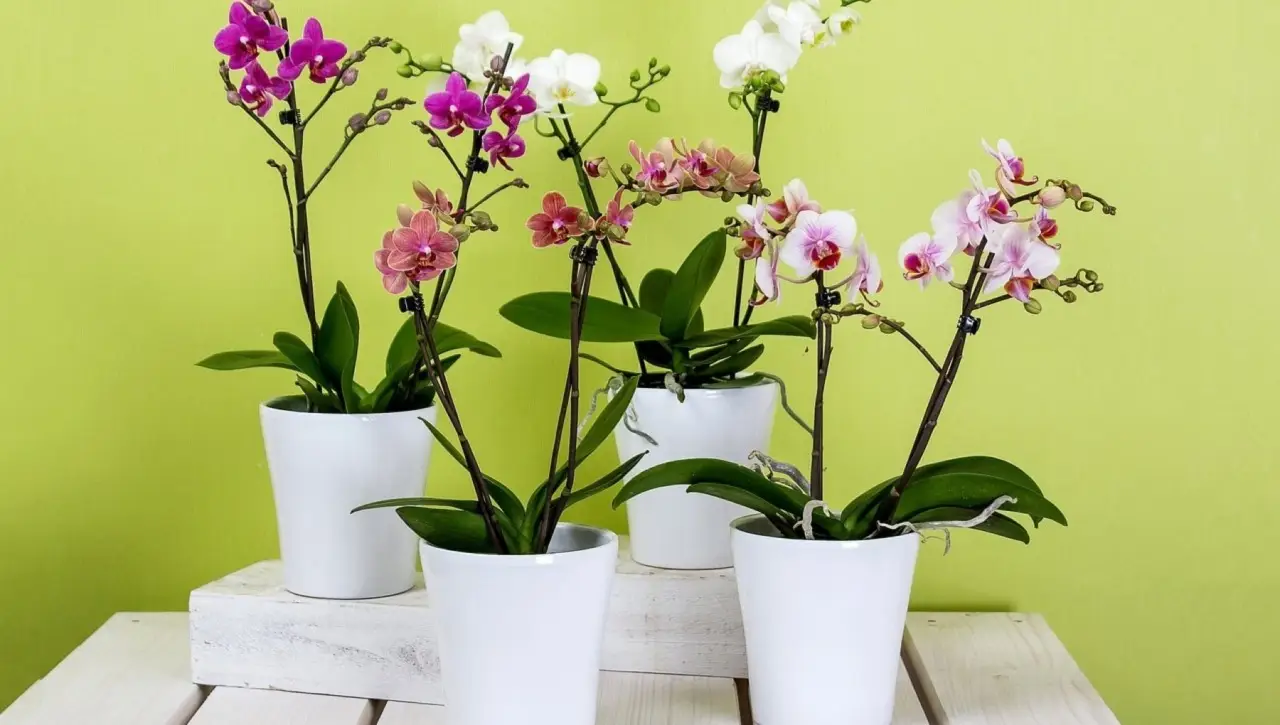 Orchidee in fiore anche in estate? Il metodo giapponese che sta conquistando tutti Orchidee in fiore anche in estate? Il metodo giapponese che sta conquistando tutti