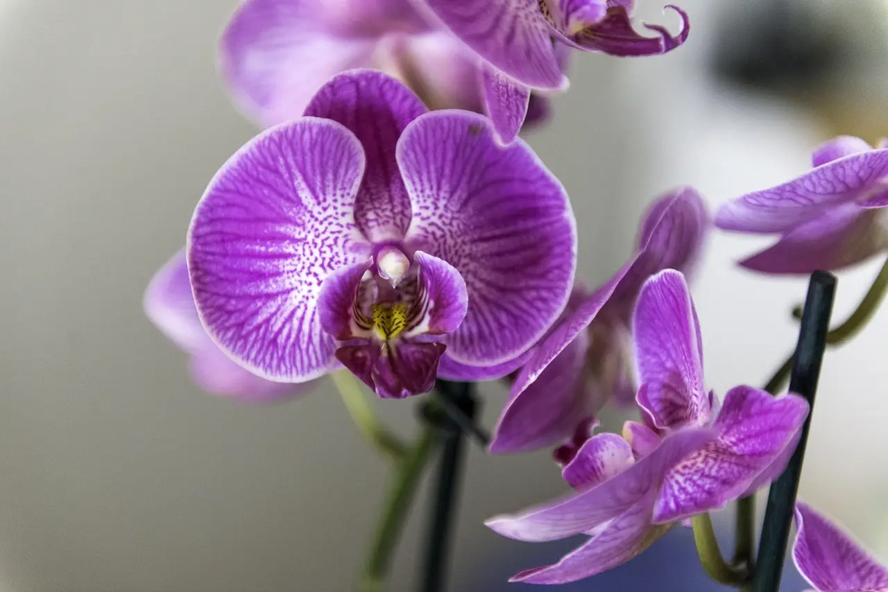 Orchidee in fiore anche in estate? Il metodo giapponese che sta conquistando tutti Orchidee in fiore anche in estate? Il metodo giapponese che sta conquistando tutti