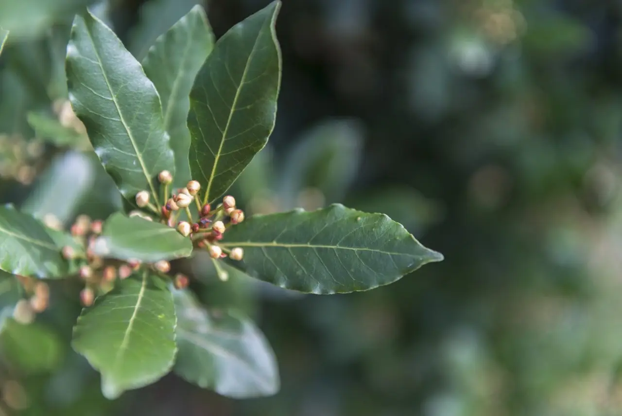 Piantare alloro rivoluziona il tuo giardino: ecco cosa accade in pochi mesi Piantare alloro rivoluziona il tuo giardino: ecco cosa accade in pochi mesi
