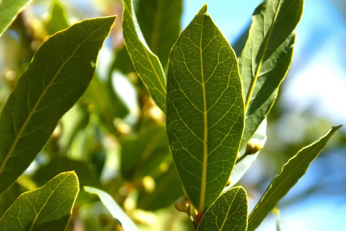 Piantare alloro rivoluziona il tuo giardino: ecco cosa accade in pochi mesi Piantare alloro rivoluziona il tuo giardino: ecco cosa accade in pochi mesi