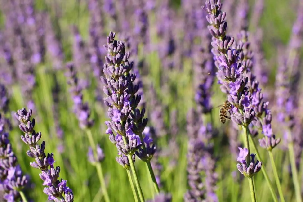 Scopri i benefici della citronella per la pelle: il rimedio naturale raccomandato dai botanici Scopri i benefici della citronella per la pelle: il rimedio naturale raccomandato dai botanici