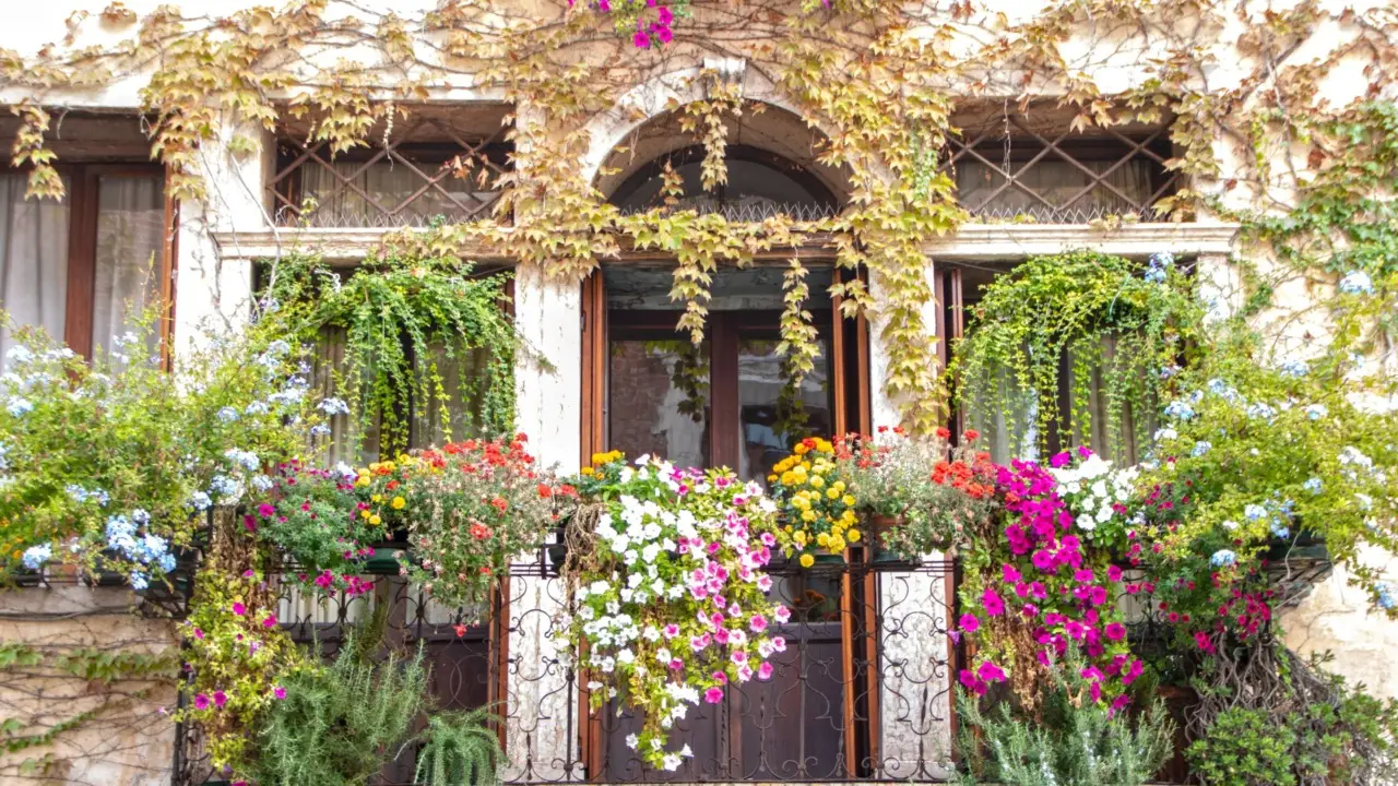Come prevenire la muffa nei vasi in estate: la soluzione naturale dei botanici per balconi sani Come prevenire la muffa nei vasi in estate: la soluzione naturale dei botanici per balconi sani