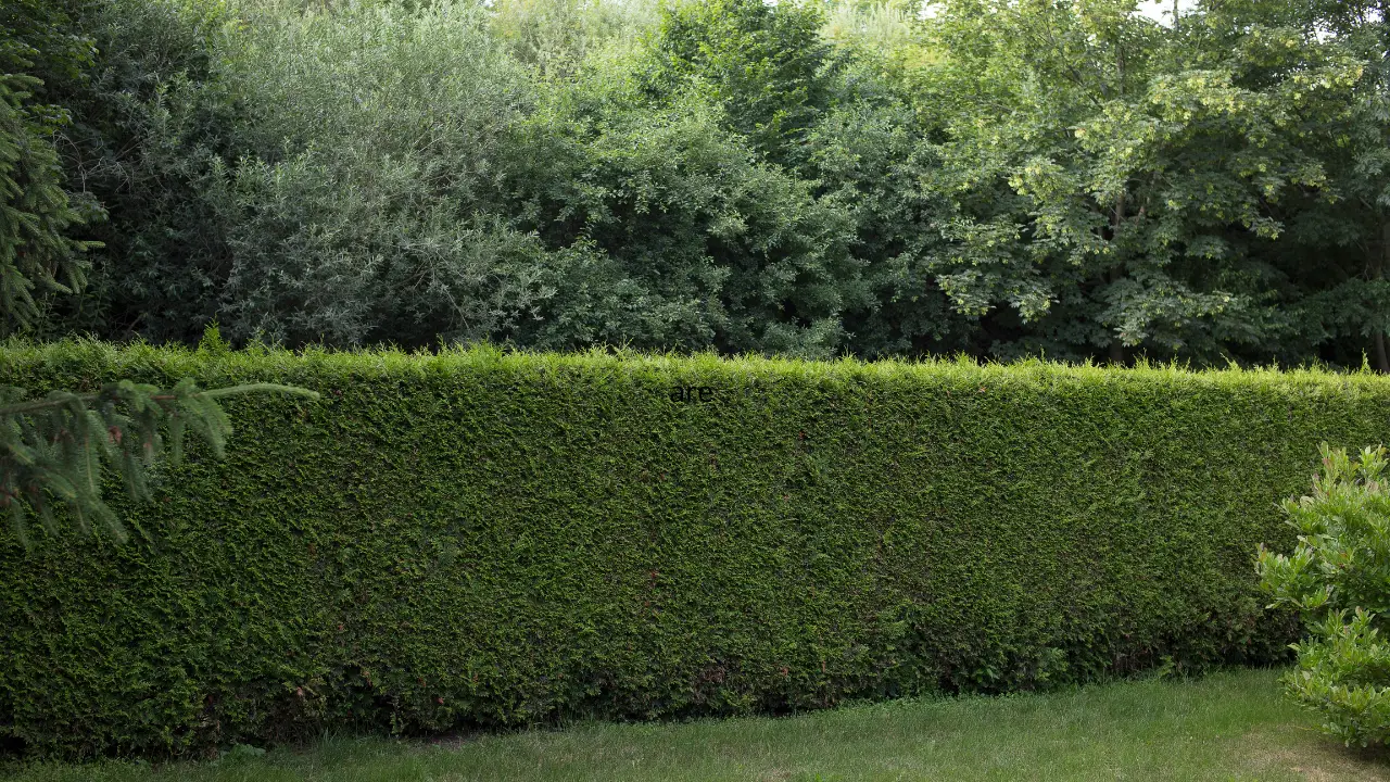 Scopri le 7 siepi sempreverdi migliori per garantire privacy in giardino tutto l’anno Scopri le 7 siepi sempreverdi migliori per garantire privacy in giardino tutto l’anno