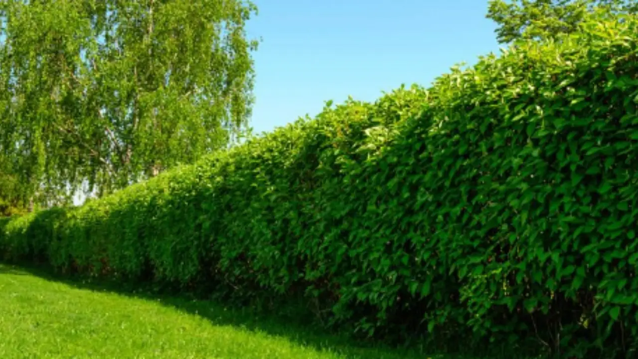 Scopri le 7 siepi sempreverdi migliori per garantire privacy in giardino tutto l’anno Scopri le 7 siepi sempreverdi migliori per garantire privacy in giardino tutto l’anno