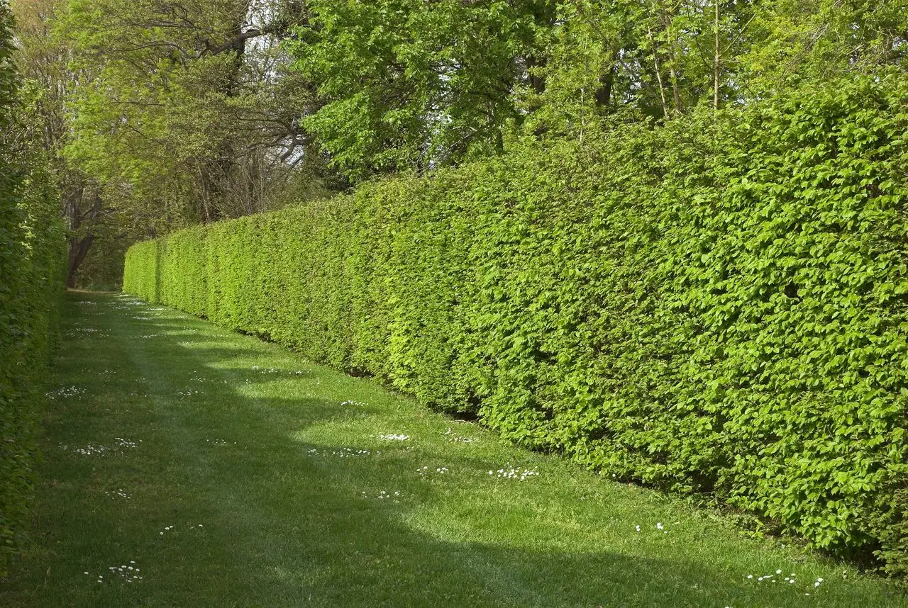 Scopri le 7 siepi sempreverdi migliori per garantire privacy in giardino tutto l’anno Scopri le 7 siepi sempreverdi migliori per garantire privacy in giardino tutto l’anno
