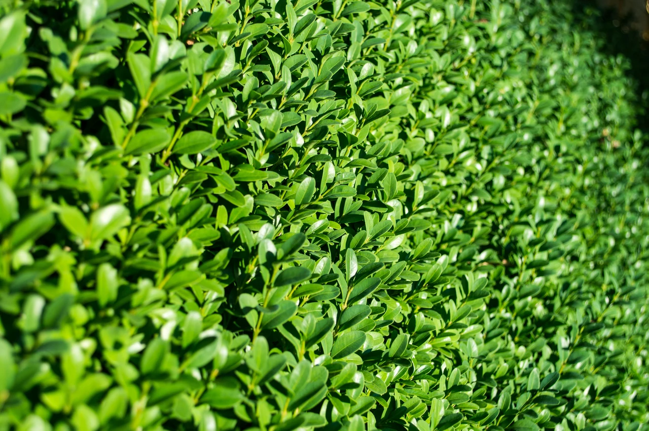 Scopri le 7 siepi sempreverdi migliori per garantire privacy in giardino tutto l’anno Scopri le 7 siepi sempreverdi migliori per garantire privacy in giardino tutto l’anno