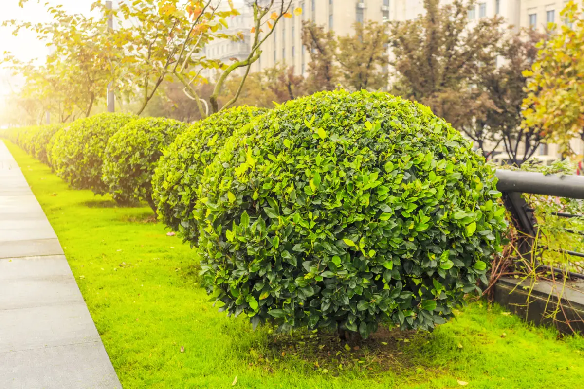 Scopri le 7 siepi sempreverdi migliori per garantire privacy in giardino tutto l’anno Scopri le 7 siepi sempreverdi migliori per garantire privacy in giardino tutto l’anno