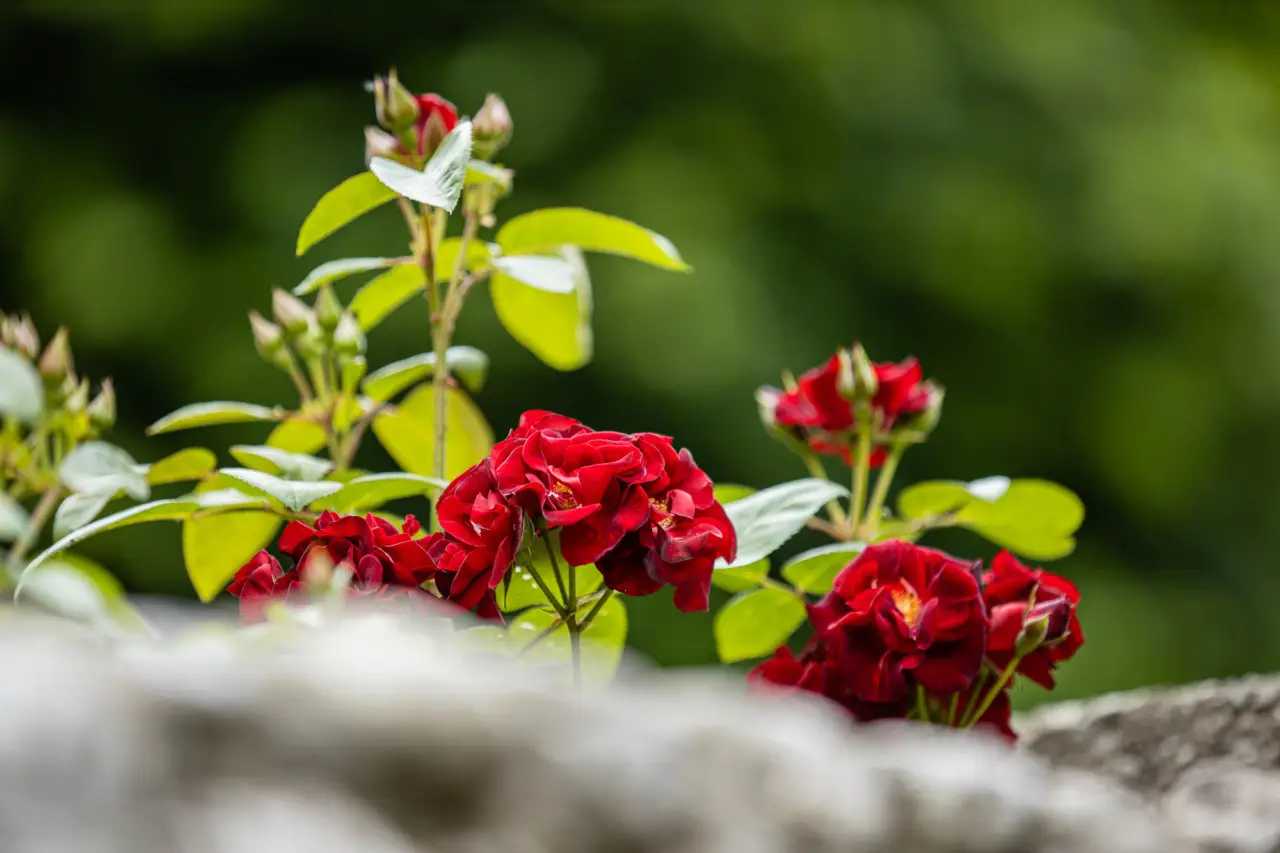 Fiori resistenti al vento di giugno: la selezione dei vivaisti per terrazzi esposti Fiori resistenti al vento di giugno: la selezione dei vivaisti per terrazzi esposti
