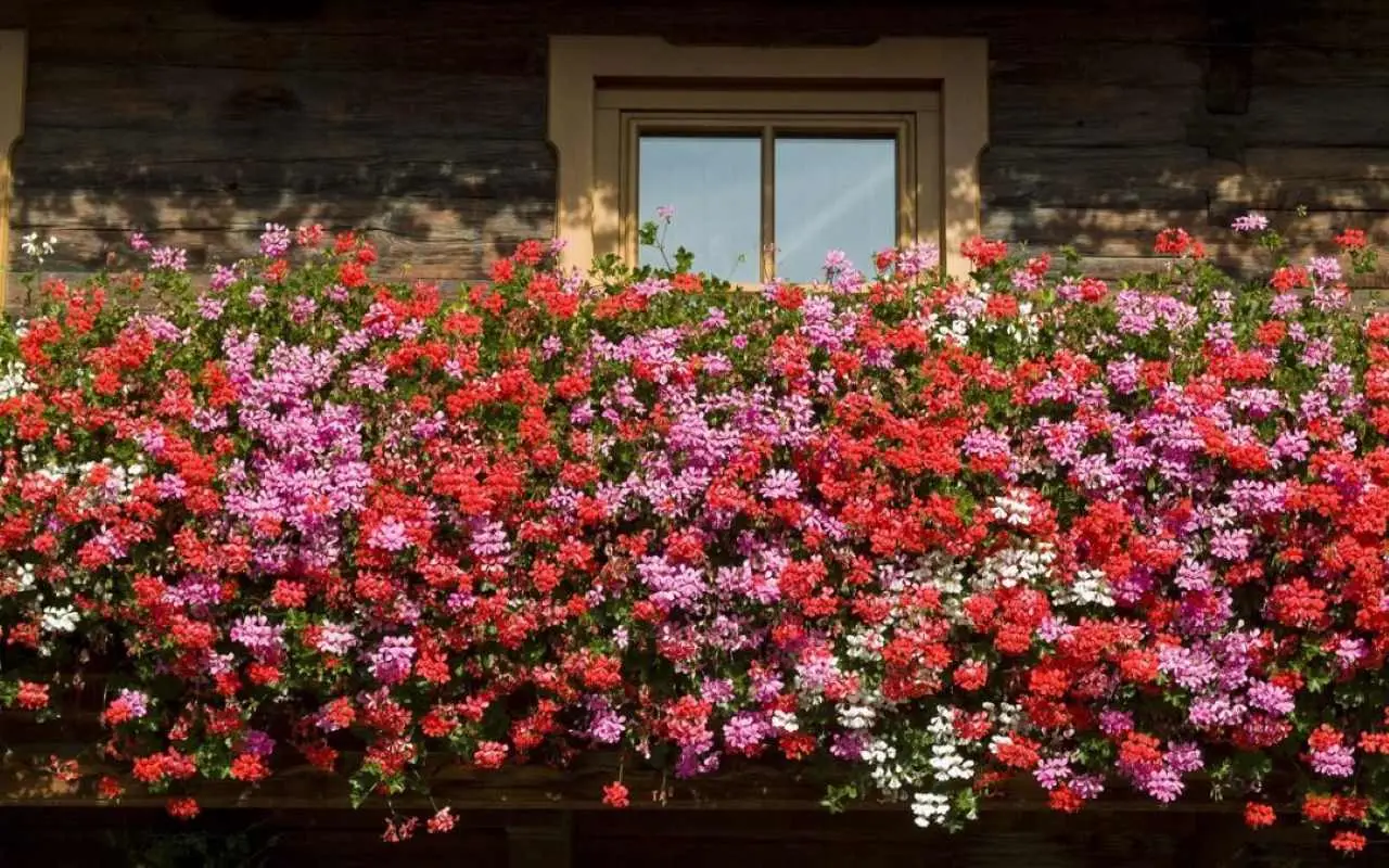 Fiori resistenti al vento di giugno: la selezione dei vivaisti per terrazzi esposti Fiori resistenti al vento di giugno: la selezione dei vivaisti per terrazzi esposti