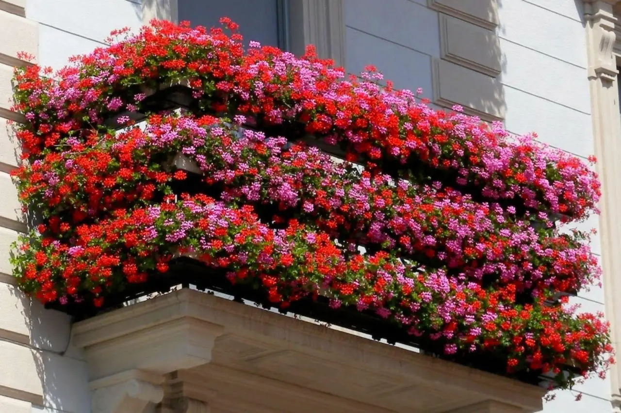 Fiori resistenti al vento di giugno: la selezione dei vivaisti per terrazzi esposti Fiori resistenti al vento di giugno: la selezione dei vivaisti per terrazzi esposti