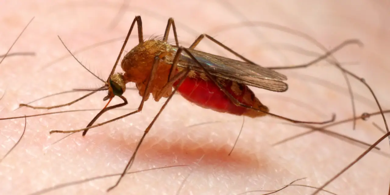 La pianta anti zanzare che devi assolutamente avere nel tuo giardino: ecco come piantarla e vivere un estate senza puntare La pianta anti zanzare che devi assolutamente avere nel tuo giardino: ecco come piantarla e vivere un estate senza puntare