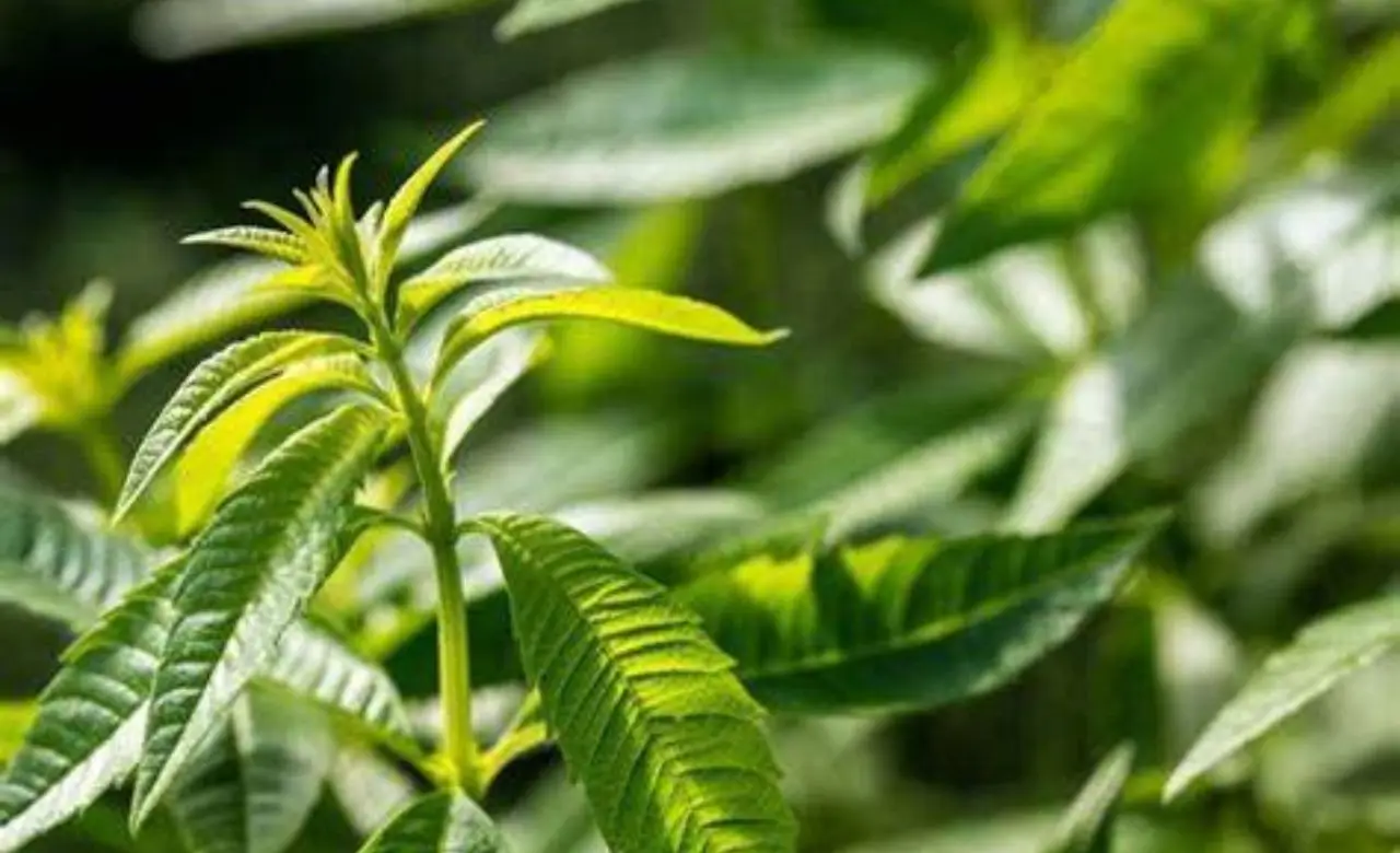 La pianta anti zanzare che devi assolutamente avere nel tuo giardino: ecco come piantarla e vivere un estate senza puntare La pianta anti zanzare che devi assolutamente avere nel tuo giardino: ecco come piantarla e vivere un estate senza puntare