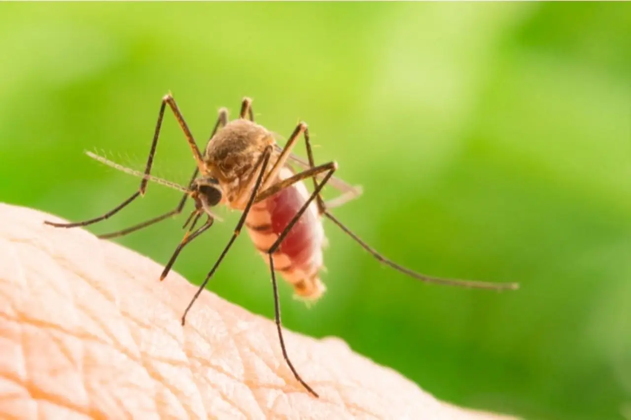 La pianta anti zanzare che devi assolutamente avere nel tuo giardino: ecco come piantarla e vivere un estate senza puntare La pianta anti zanzare che devi assolutamente avere nel tuo giardino: ecco come piantarla e vivere un estate senza puntare