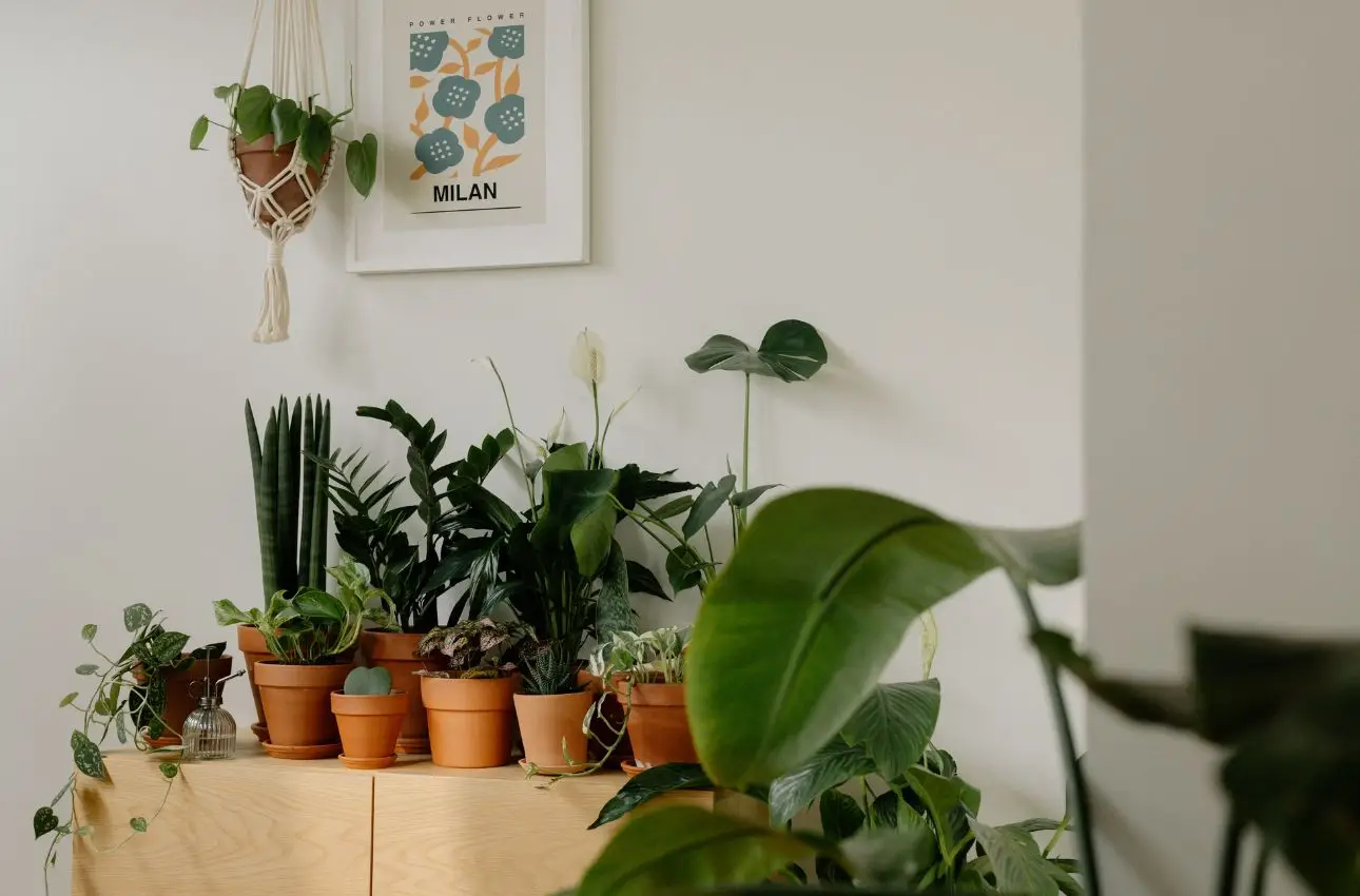 Come avere una casa fresca in estate: le piante d’appartamento che abbassano la temperatura secondo la Società Botanica Italiana Come avere una casa fresca in estate: le piante d’appartamento che abbassano la temperatura secondo la Società Botanica Italiana