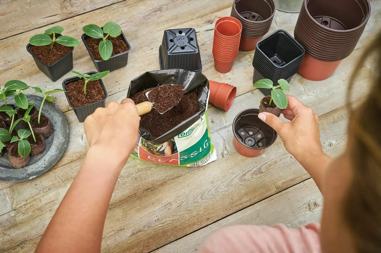 Come ridurre il ristagno nei sottovasi durante l’estate: la soluzione pratica degli agronomi Come ridurre il ristagno nei sottovasi durante l’estate: la soluzione pratica degli agronomi