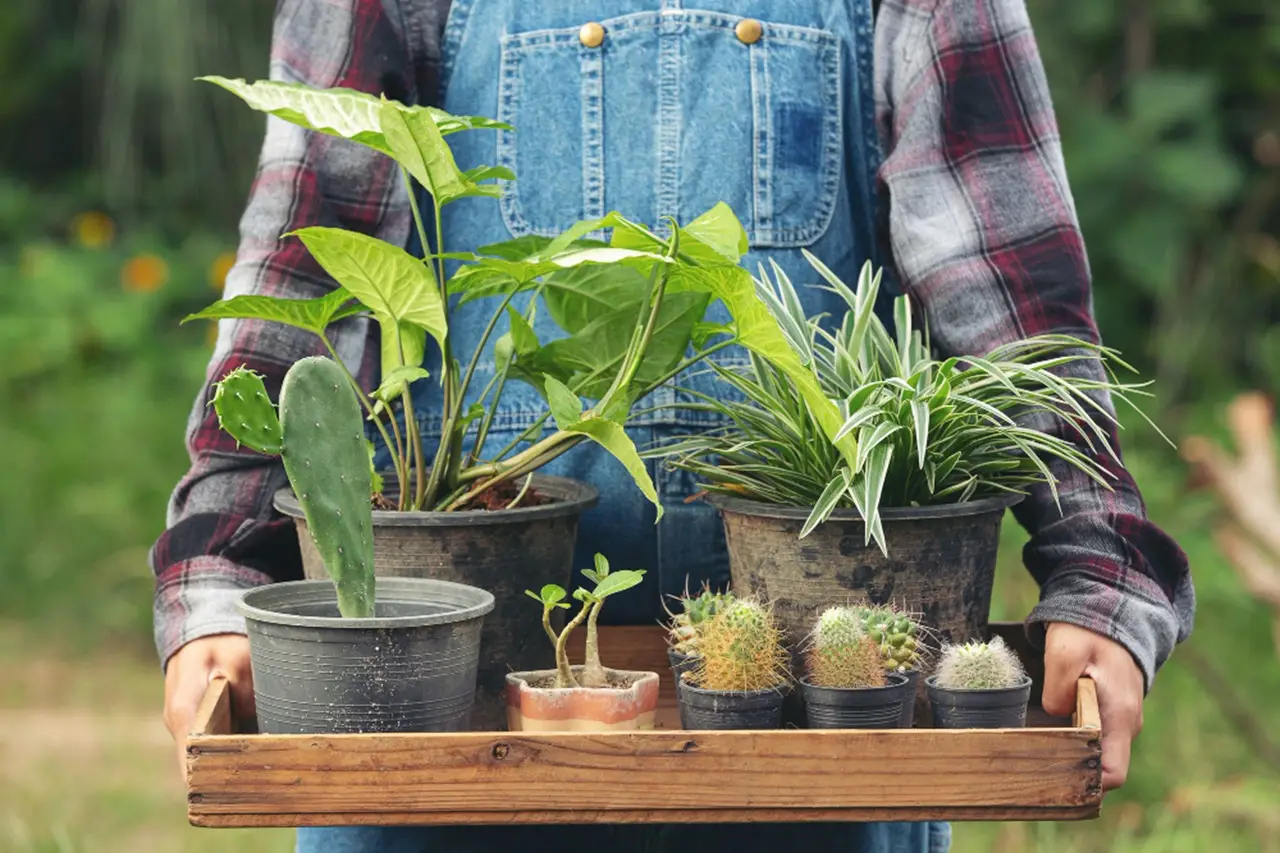 Come ridurre il ristagno nei sottovasi durante l’estate: la soluzione pratica degli agronomi Come ridurre il ristagno nei sottovasi durante l’estate: la soluzione pratica degli agronomi