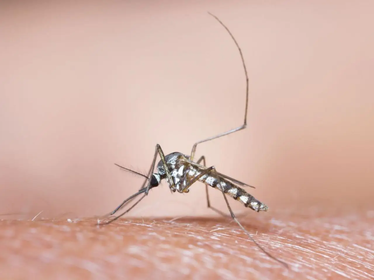 La pianta miracolosa contro le zanzare: piantala adesso e goditi un’estate serena e senza fastidi La pianta miracolosa contro le zanzare: piantala adesso e goditi un’estate serena e senza fastidi