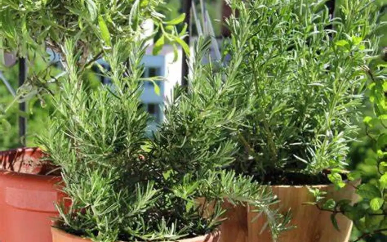 La pianta miracolosa contro le zanzare: piantala adesso e goditi un’estate serena e senza fastidi La pianta miracolosa contro le zanzare: piantala adesso e goditi un’estate serena e senza fastidi