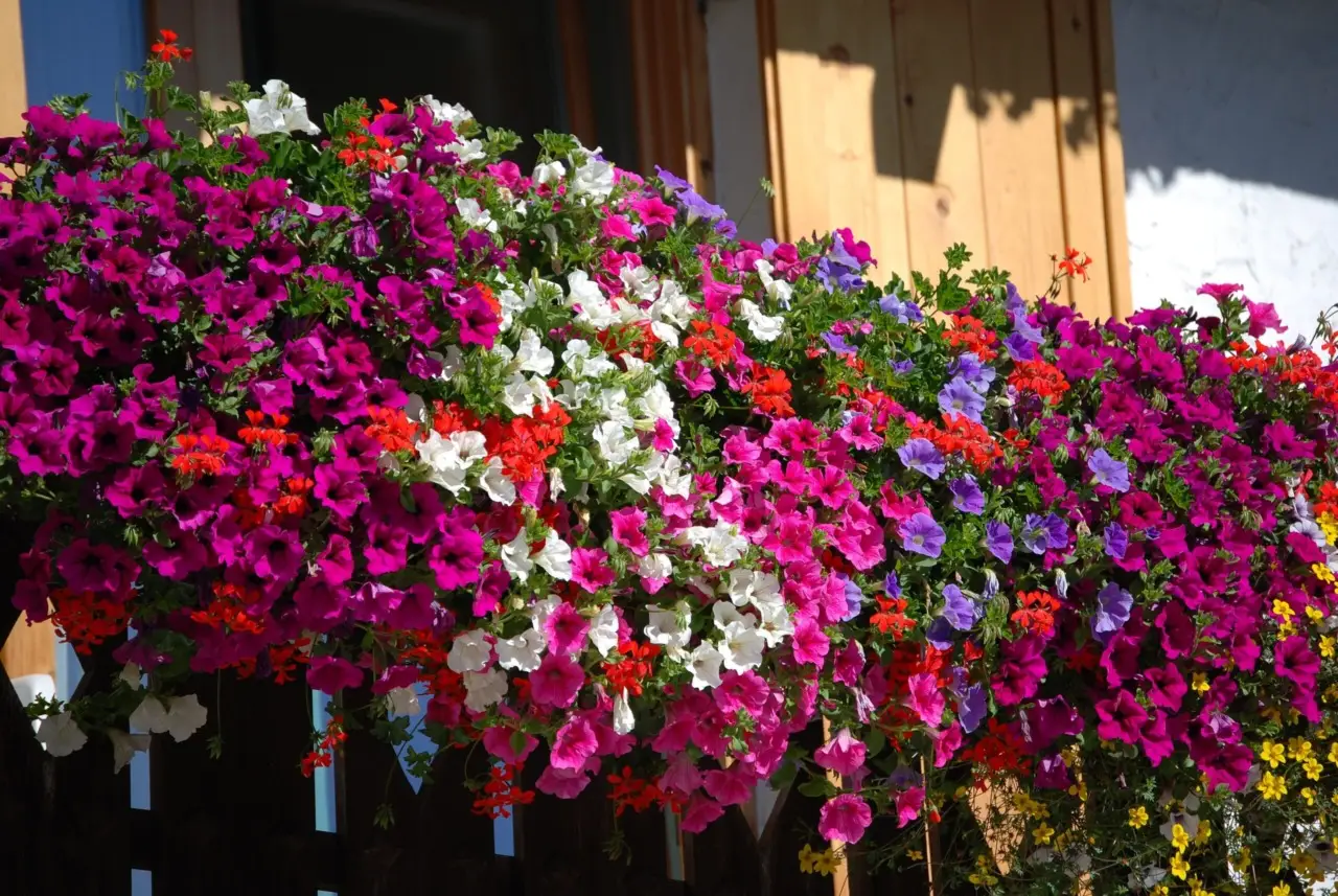 Come creare ombra naturale sul balcone: le varietà rampicanti ideali per il caldo di giugno secondo i paesaggisti Come creare ombra naturale sul balcone: le varietà rampicanti ideali per il caldo di giugno secondo i paesaggisti