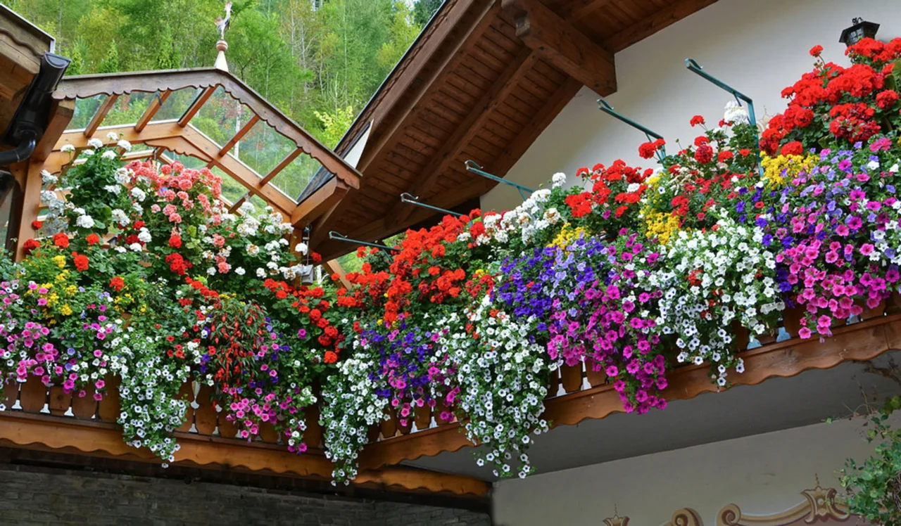 Come creare ombra naturale sul balcone: le varietà rampicanti ideali per il caldo di giugno secondo i paesaggisti Come creare ombra naturale sul balcone: le varietà rampicanti ideali per il caldo di giugno secondo i paesaggisti