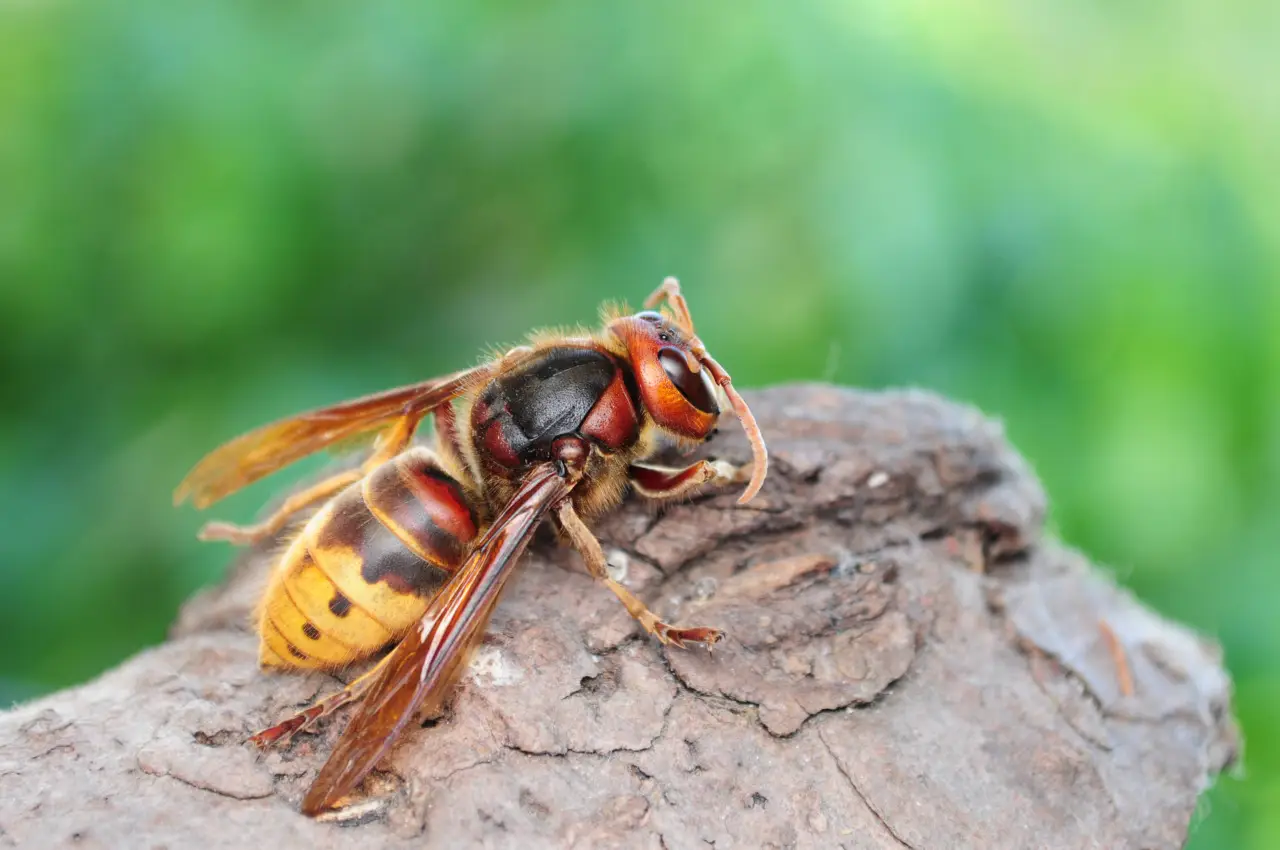Come eliminare le vespe dal giardino: i 5 rimedi naturali dell’Istituto di Entomologia per un’estate tranquilla Come eliminare le vespe dal giardino: i 5 rimedi naturali dell’Istituto di Entomologia per un’estate tranquilla