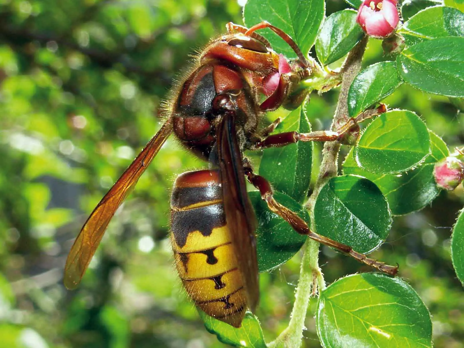 Come eliminare le vespe dal giardino: i 5 rimedi naturali dell’Istituto di Entomologia per un’estate tranquilla Come eliminare le vespe dal giardino: i 5 rimedi naturali dell’Istituto di Entomologia per un’estate tranquilla